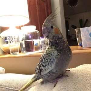 Meet your Posher, Rob